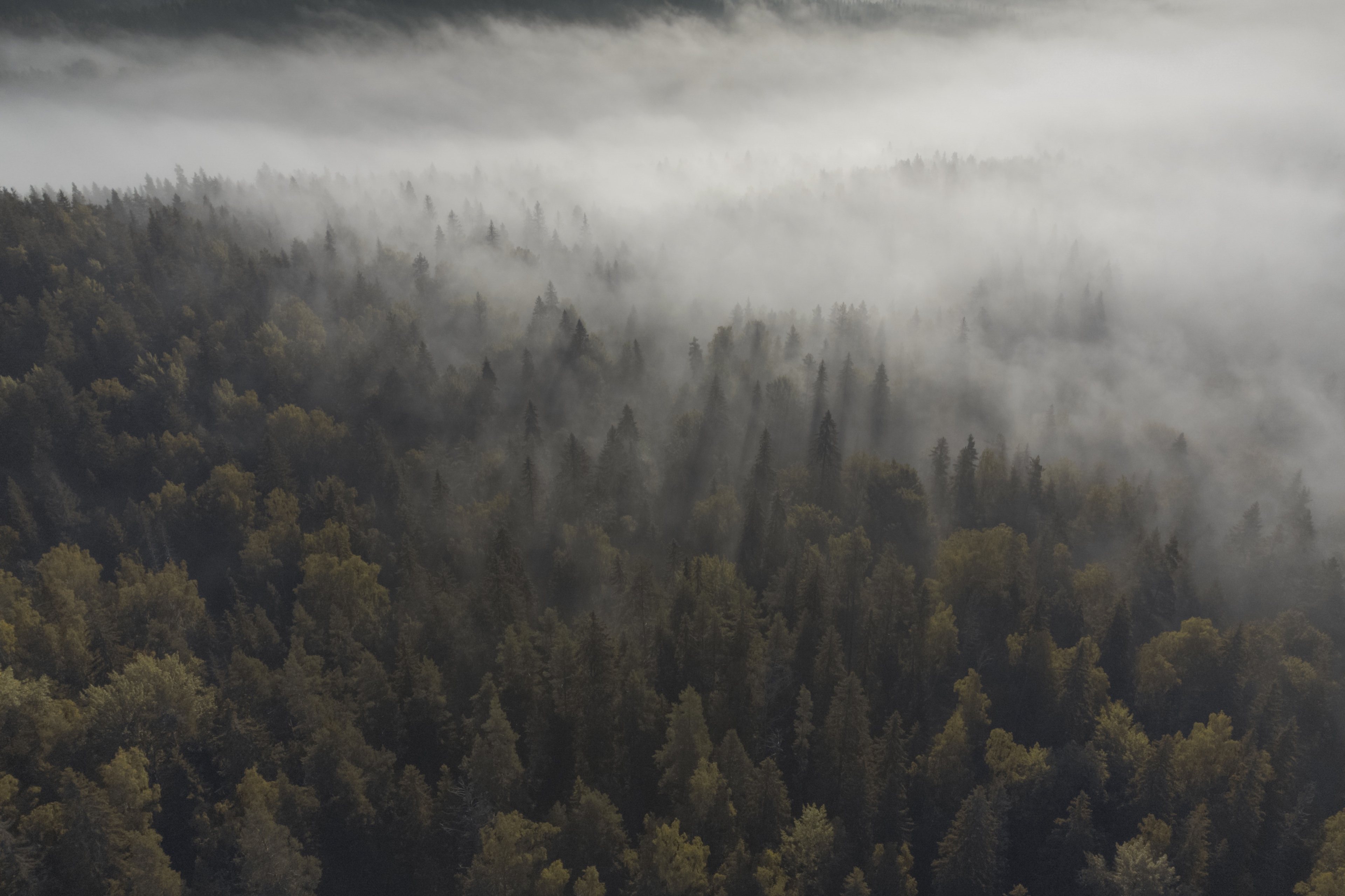 Mist over a spruce forest