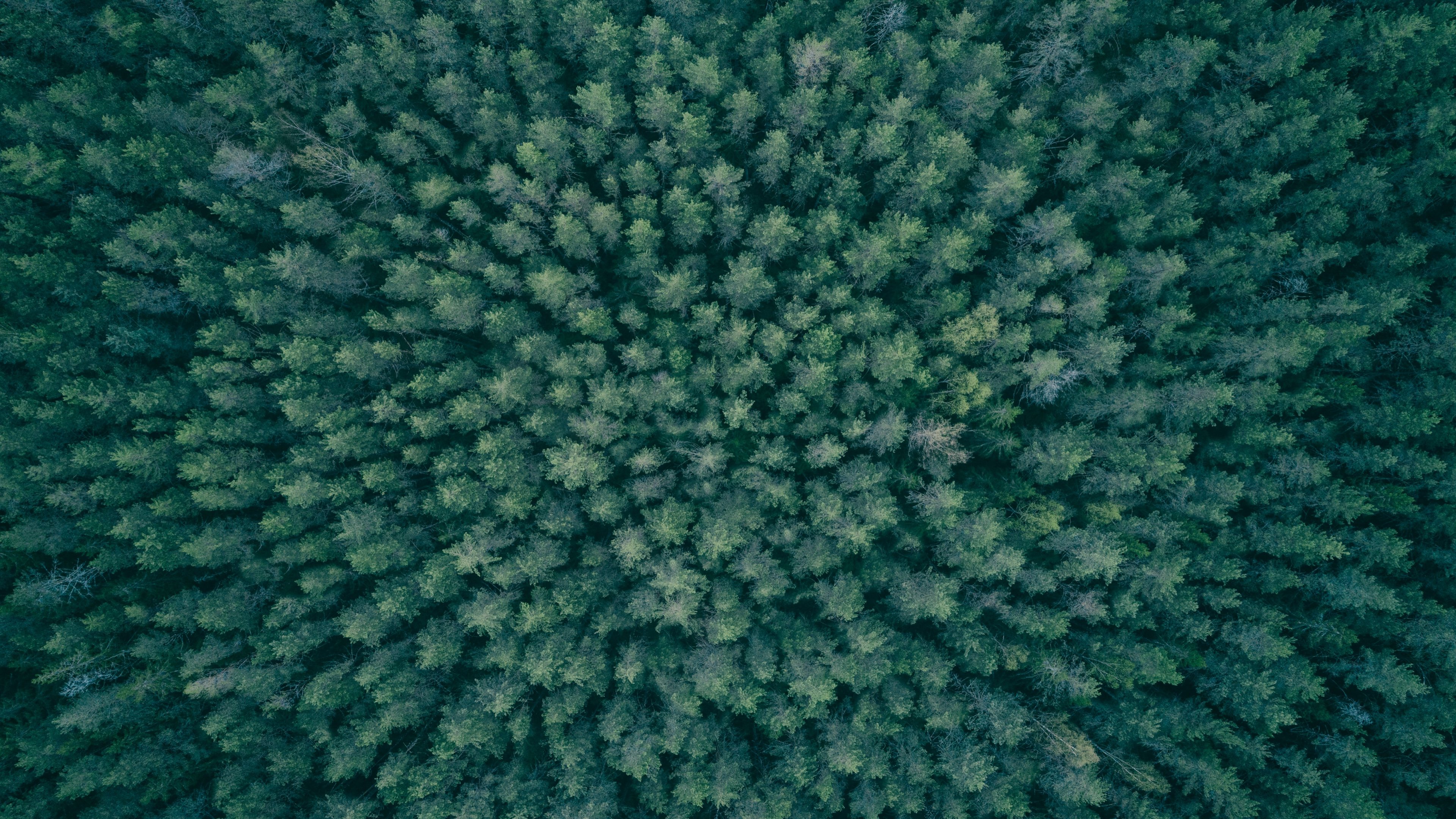 Dark green spruce forest seen from above
