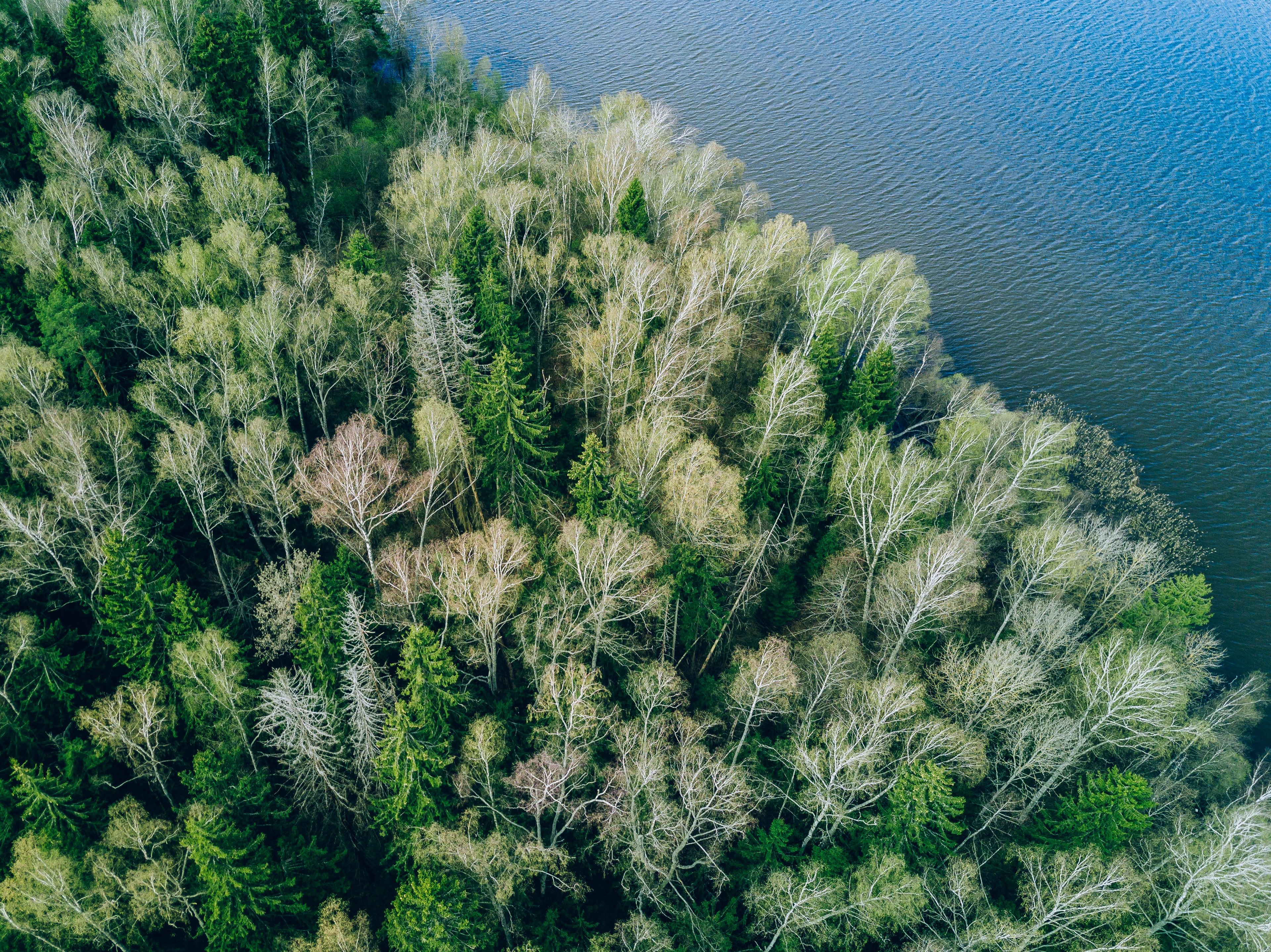Fresh green treetops by a blue lake, seen from above