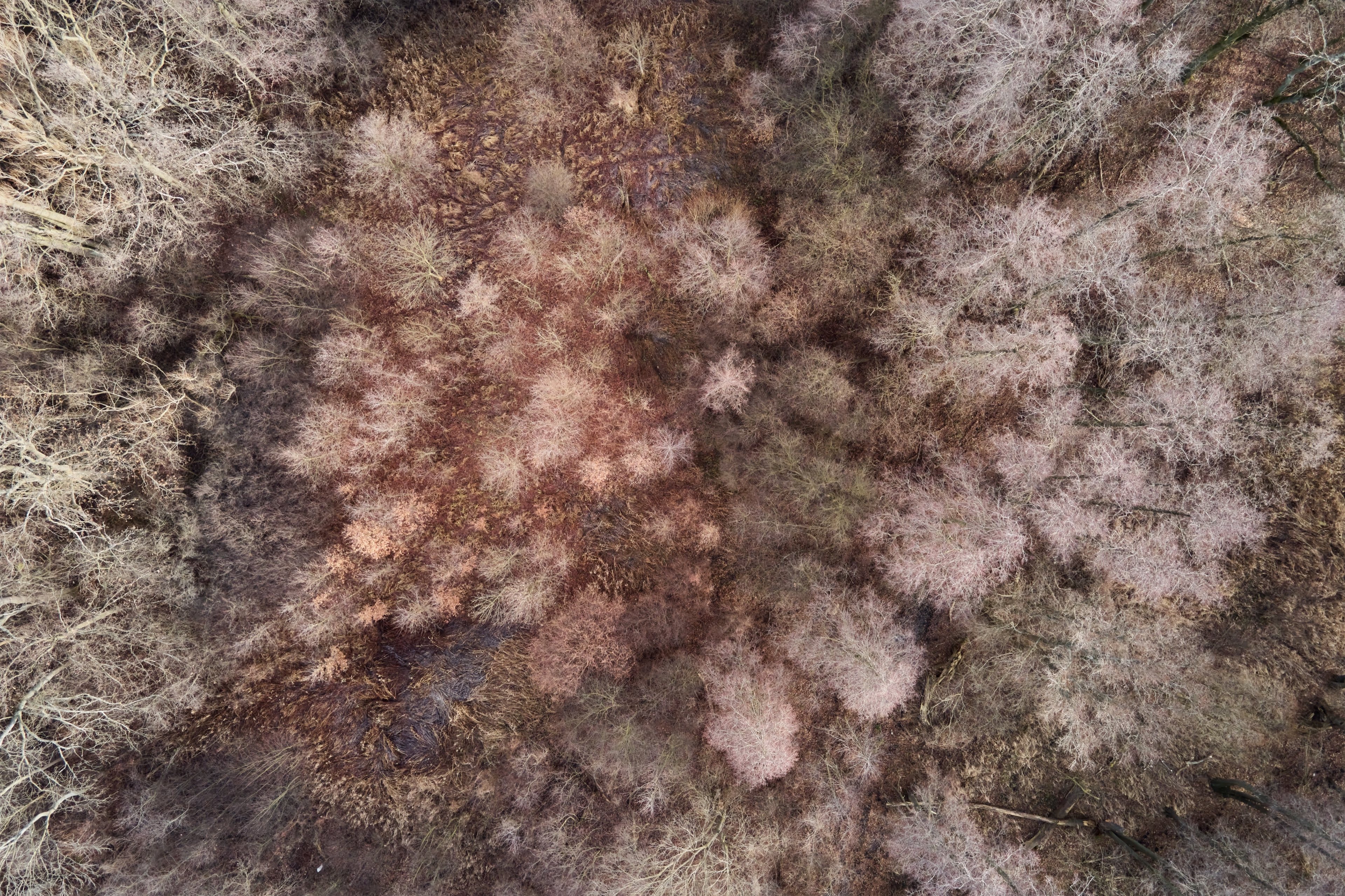 Bare treetops seen from above, branching like a network