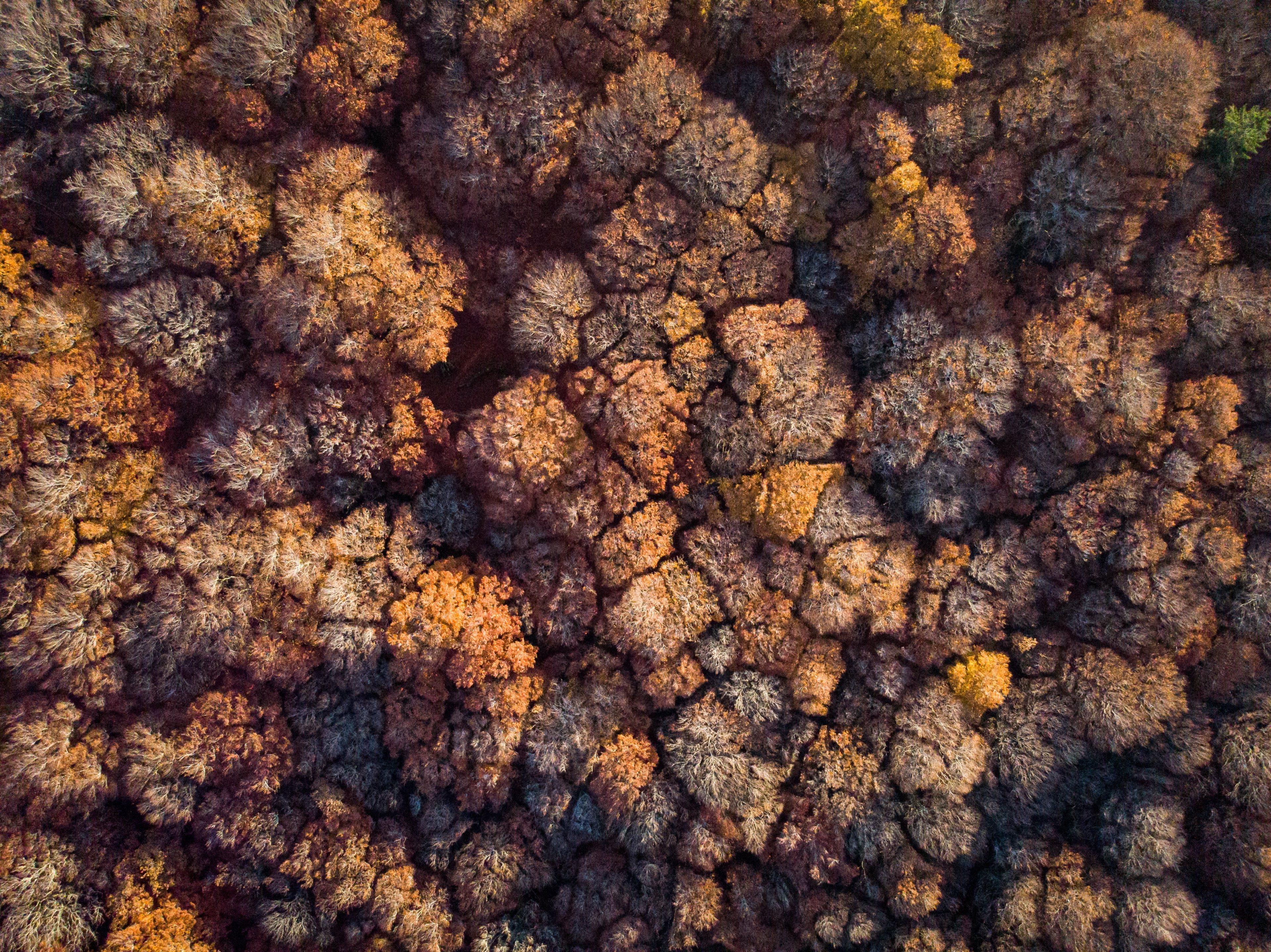 Autumn forest in brown and amber, seen from above