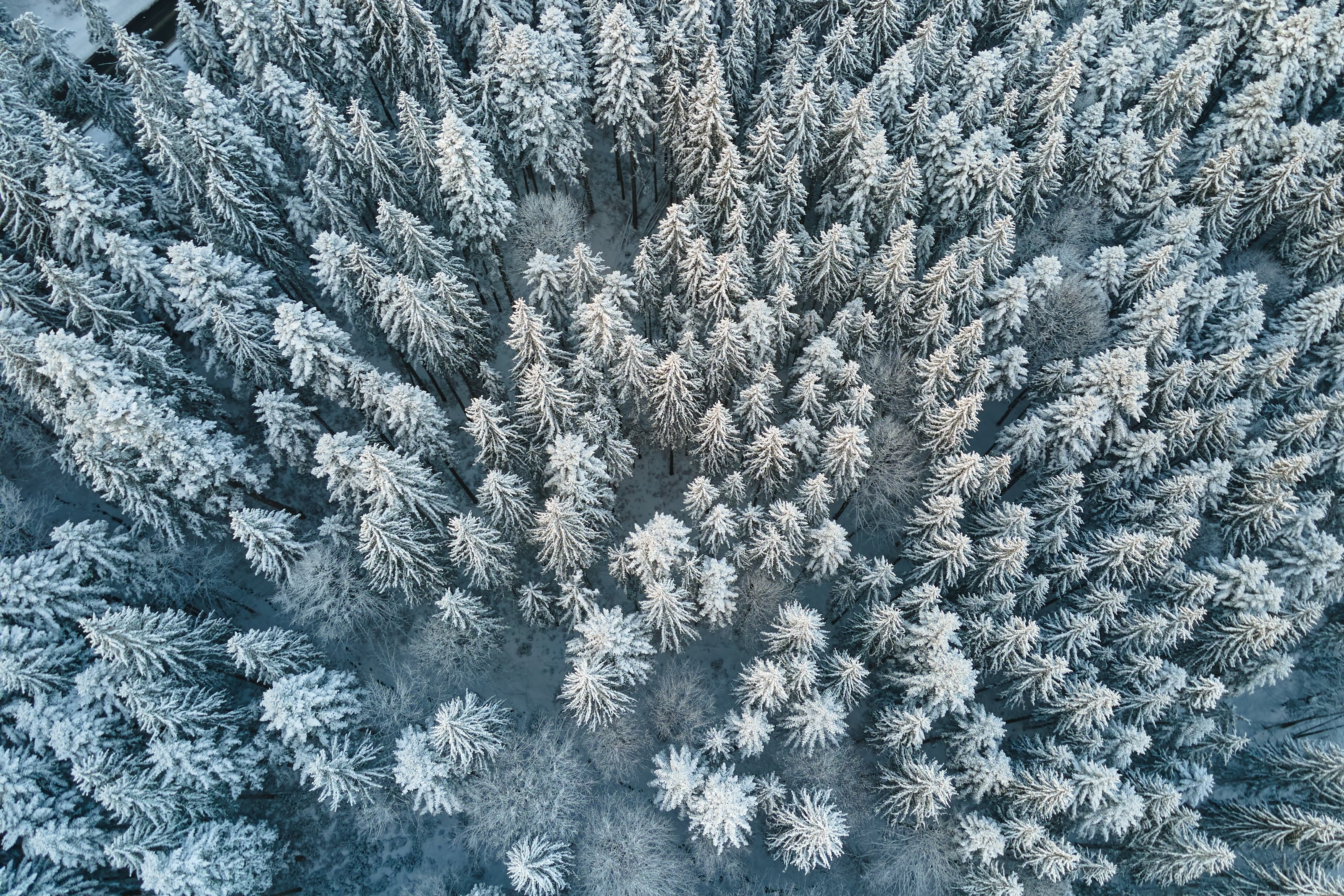 Snow-covered spruce forest seen from above