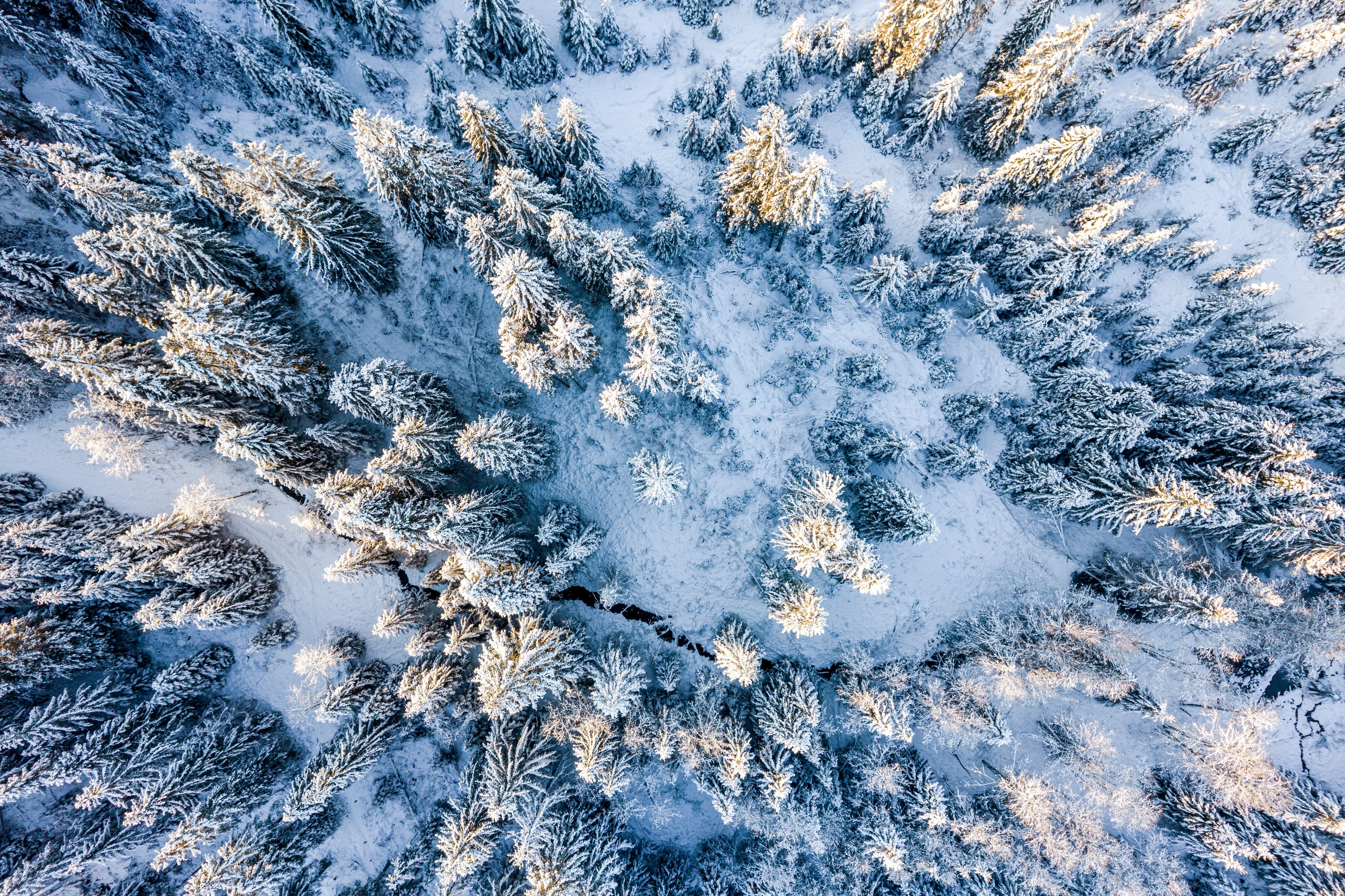 Snow-covered spruces in sunlight, seen from above